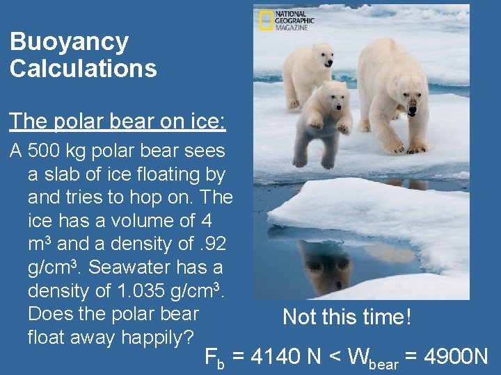 Buoyancy Calculations The polar bear on ice: A 500 kg polar bear sees a Buoyancy Calculations The polar bear on ice: A 500 kg polar bear sees a