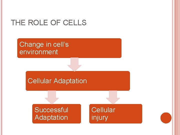 THE ROLE OF CELLS Change in cell’s environment Cellular Adaptation Successful Adaptation Cellular injury