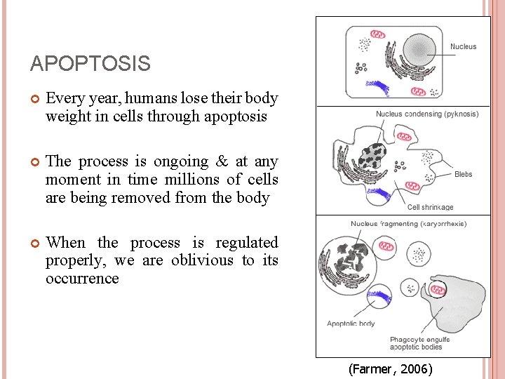 APOPTOSIS Every year, humans lose their body weight in cells through apoptosis The process