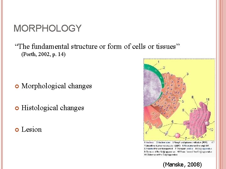 MORPHOLOGY “The fundamental structure or form of cells or tissues” (Porth, 2002, p. 14)