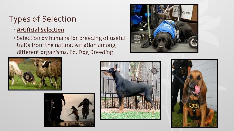 Types of Selection • Artificial Selection • Selection by humans for breeding of useful