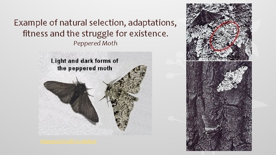 Example of natural selection, adaptations, fitness and the struggle for existence. Peppered Moth Evolution