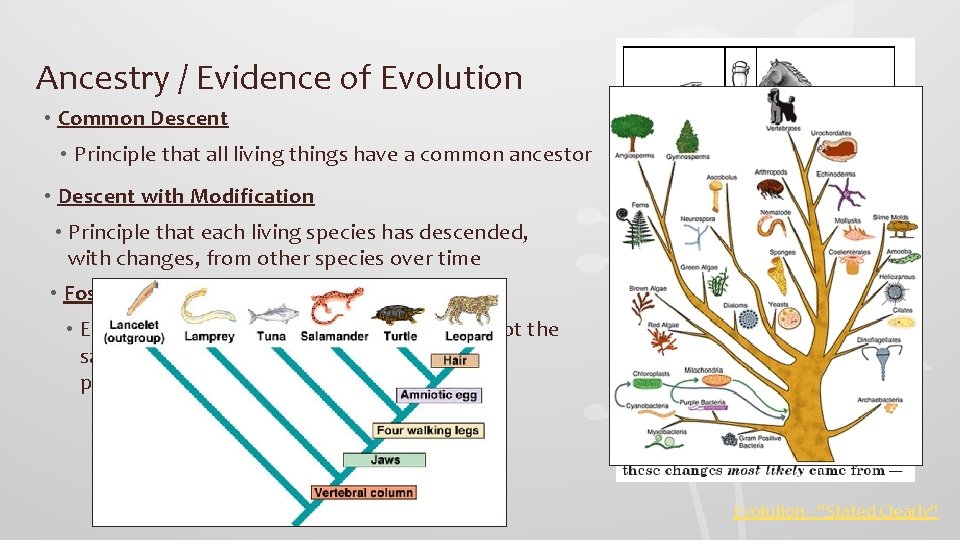 Ancestry / Evidence of Evolution • Common Descent • Principle that all living things