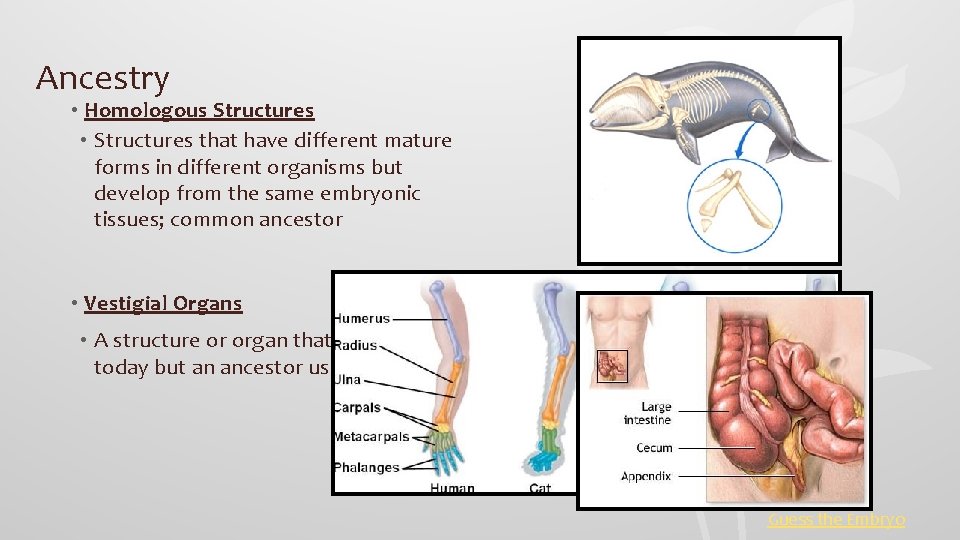 Ancestry • Homologous Structures • Structures that have different mature forms in different organisms