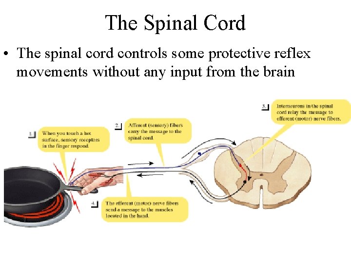 The Spinal Cord • The spinal cord controls some protective reflex movements without any