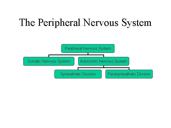 The Peripheral Nervous System Somatic Nervous System Autonomic Nervous System Sympathetic Division Parasympathetic Division