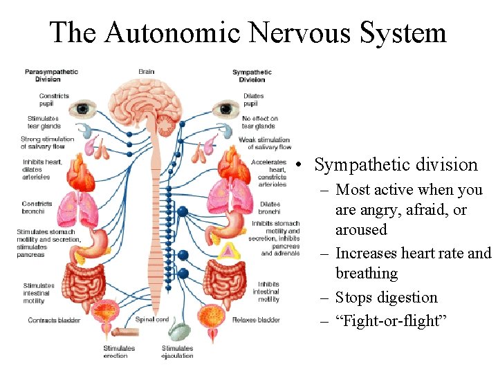 The Autonomic Nervous System • Sympathetic division – Most active when you are angry,