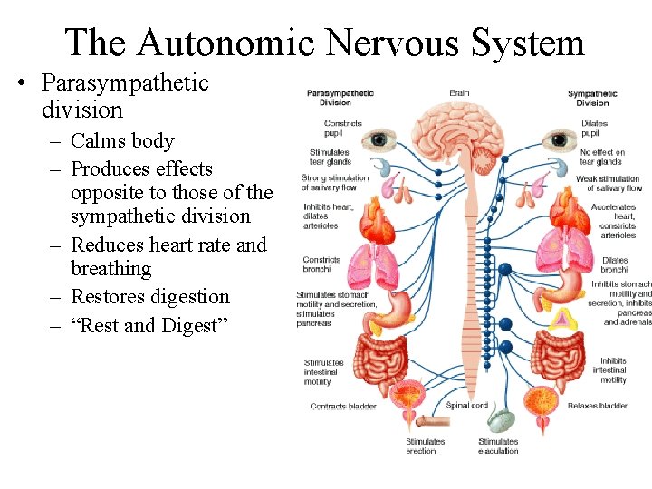 The Autonomic Nervous System • Parasympathetic division – Calms body – Produces effects opposite