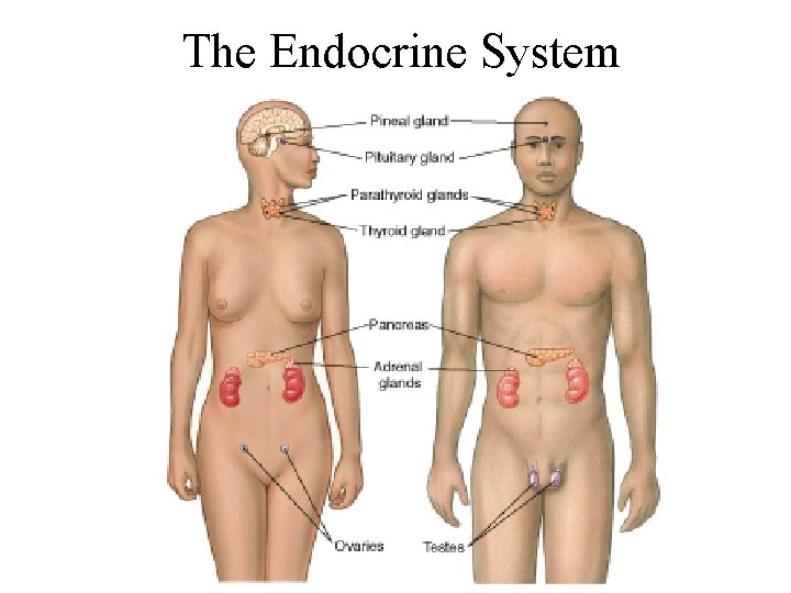 The Endocrine System 