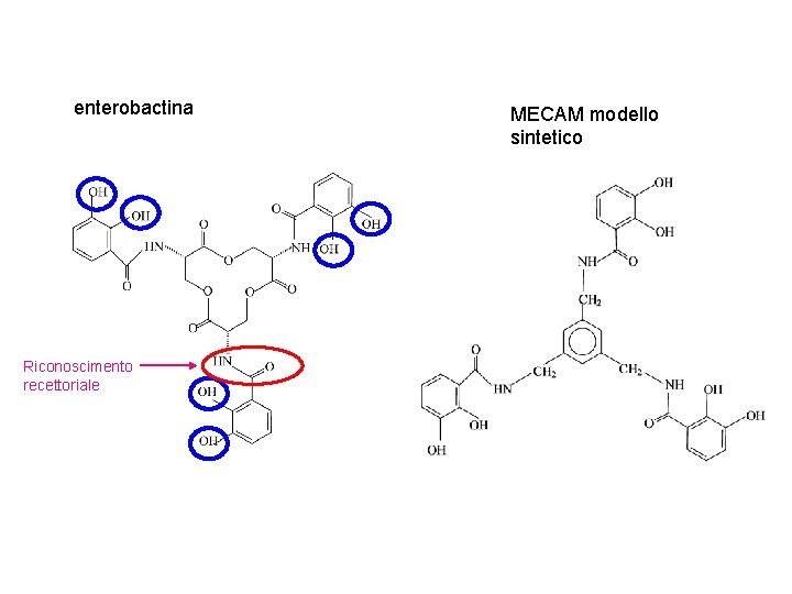 enterobactina Riconoscimento recettoriale MECAM modello sintetico 
