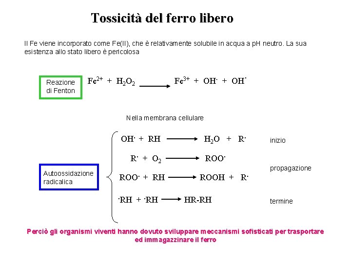 Tossicità del ferro libero Il Fe viene incorporato come Fe(II), che è relativamente solubile