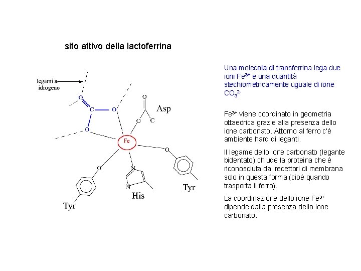 sito attivo della lactoferrina Una molecola di transferrina lega due ioni Fe 3+ e