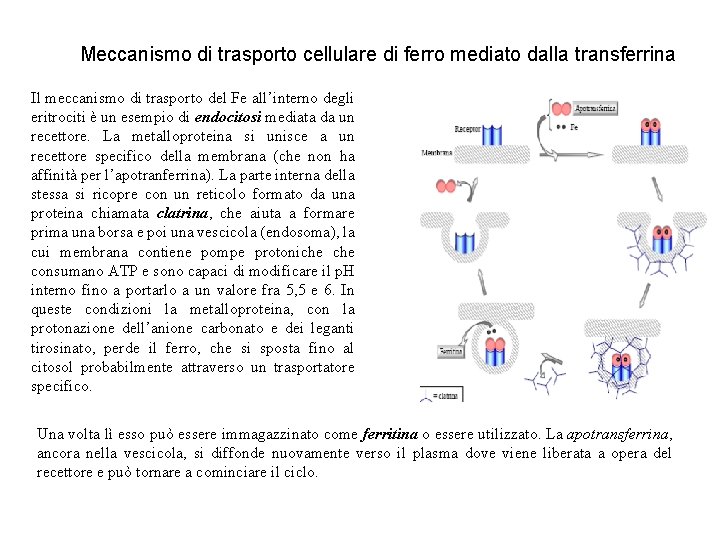 Meccanismo di trasporto cellulare di ferro mediato dalla transferrina Il meccanismo di trasporto del