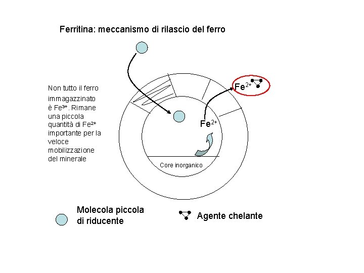 Ferritina: meccanismo di rilascio del ferro Non tutto il ferro immagazzinato è Fe 3+.