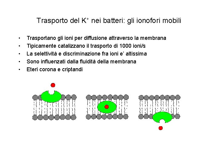 Trasporto del K+ nei batteri: gli ionofori mobili • • • Trasportano gli ioni