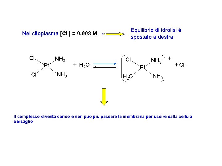 Equilibrio di idrolisi è spostato a destra Nel citoplasma [Cl-] = 0. 003 M