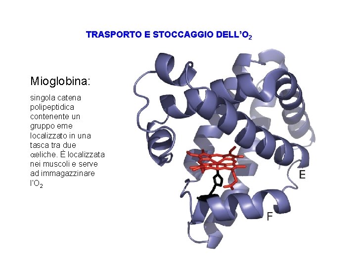 TRASPORTO E STOCCAGGIO DELL’O 2 Mioglobina: singola catena polipeptidica contenente un gruppo eme localizzato