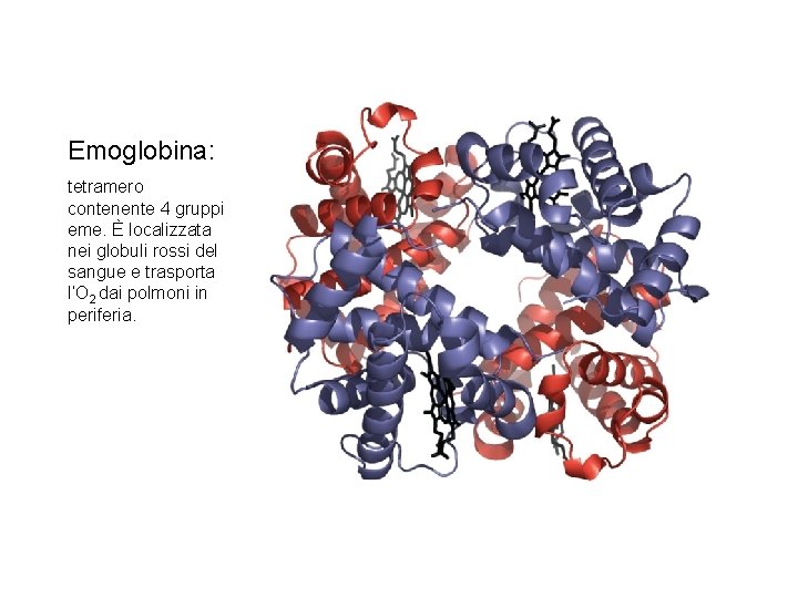 Emoglobina: tetramero contenente 4 gruppi eme. È localizzata nei globuli rossi del sangue e