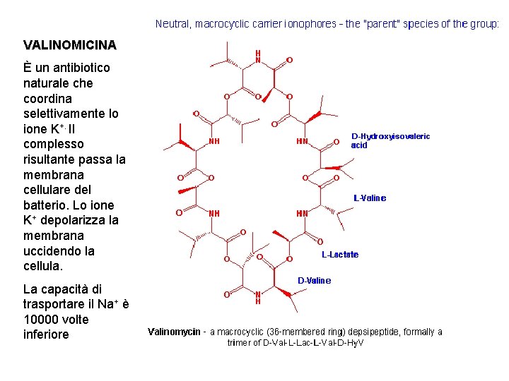 VALINOMICINA È un antibiotico naturale che coordina selettivamente lo ione K+. Il complesso risultante