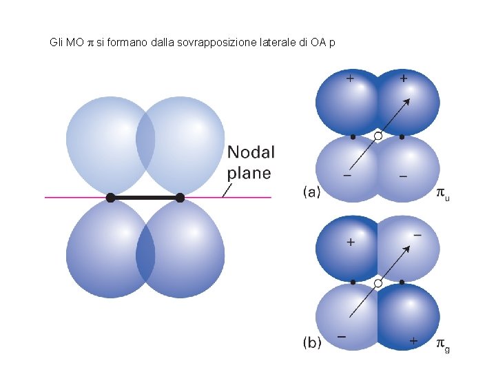 Gli MO p si formano dalla sovrapposizione laterale di OA p 