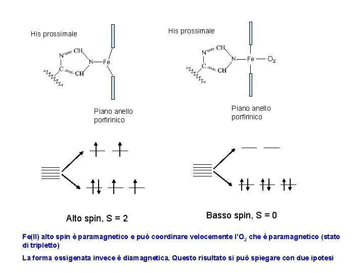 His prossimale Fe Piano anello porfirinico Alto spin, S = 2 Fe O 2