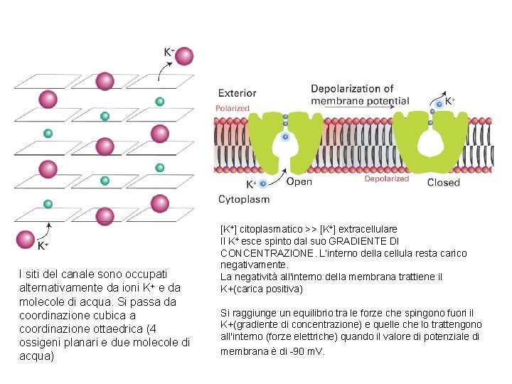 I siti del canale sono occupati alternativamente da ioni K+ e da molecole di
