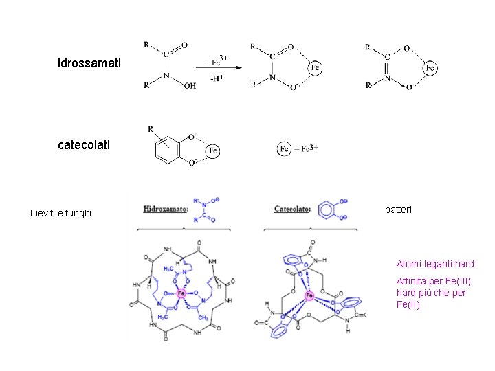 idrossamati catecolati Lieviti e funghi batteri Atomi leganti hard Affinità per Fe(III) hard più