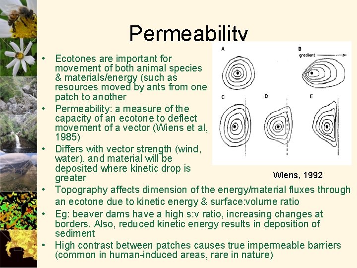 Permeability • Ecotones are important for movement of both animal species & materials/energy (such