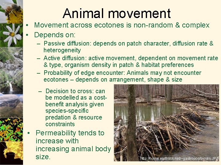 Animal movement • Movement across ecotones is non-random & complex • Depends on: –