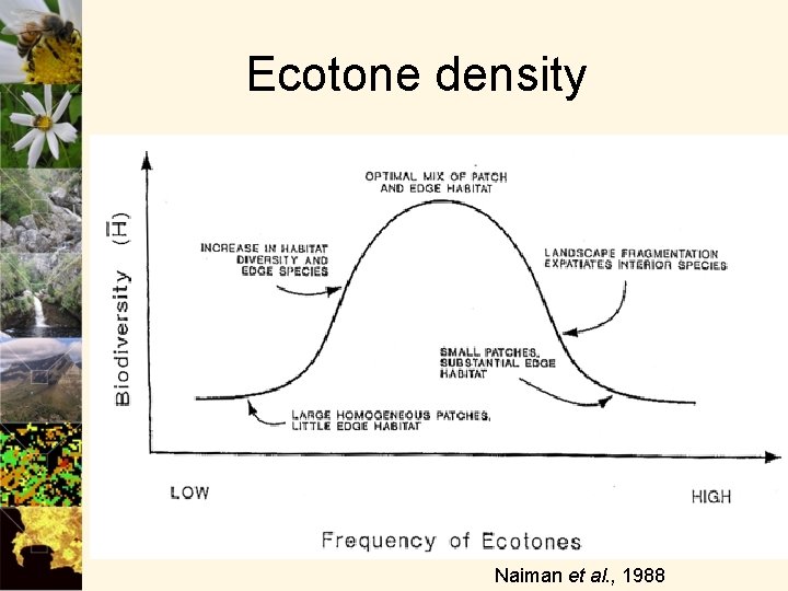 Ecotone density Naiman et al. , 1988 
