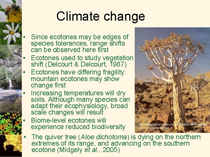 Climate change • Since ecotones may be edges of species tolerances, range shifts can