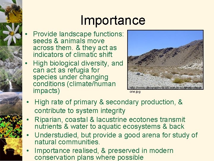 Importance • Provide landscape functions: seeds & animals move across them. & they act