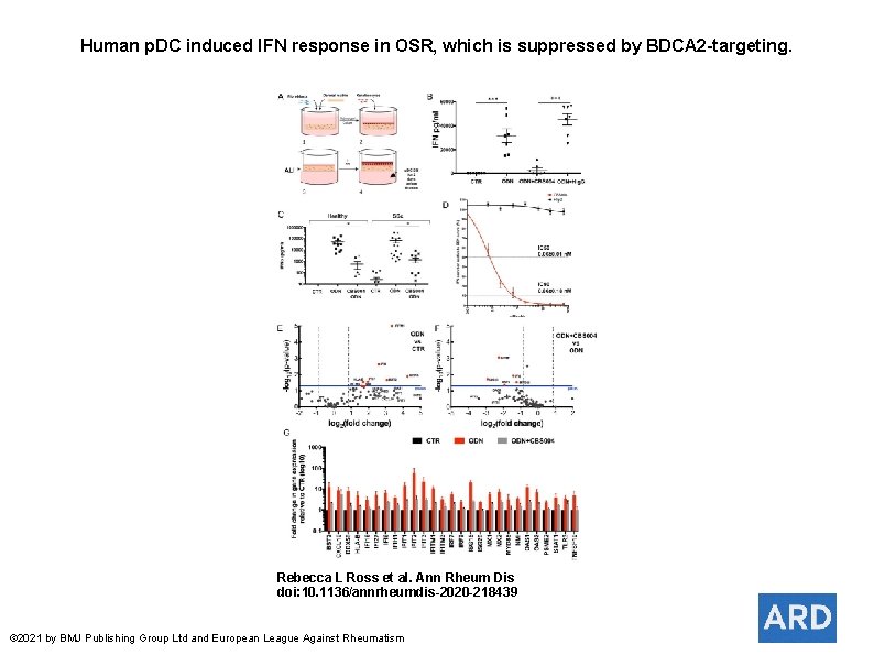 Human p. DC induced IFN response in OSR, which is suppressed by BDCA 2