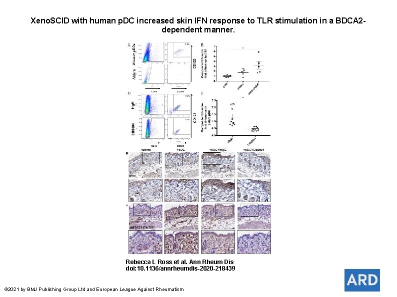 Xeno. SCID with human p. DC increased skin IFN response to TLR stimulation in