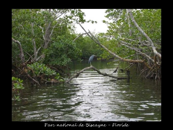 Parc national de Biscayne - Floride 