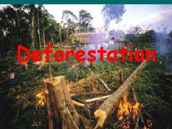 Deforestation 