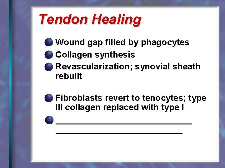 Tendon Healing Wound gap filled by phagocytes Collagen synthesis Revascularization; synovial sheath rebuilt Fibroblasts