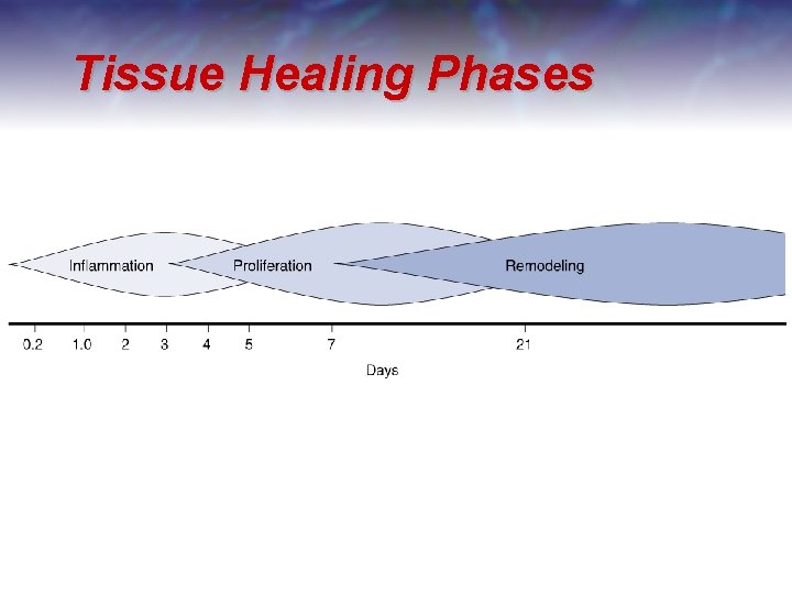 Tissue Healing Phases 