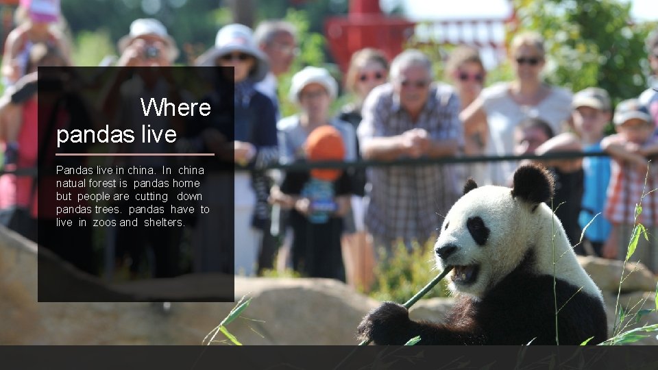 Where pandas live Pandas live in china. In china natual forest is pandas home