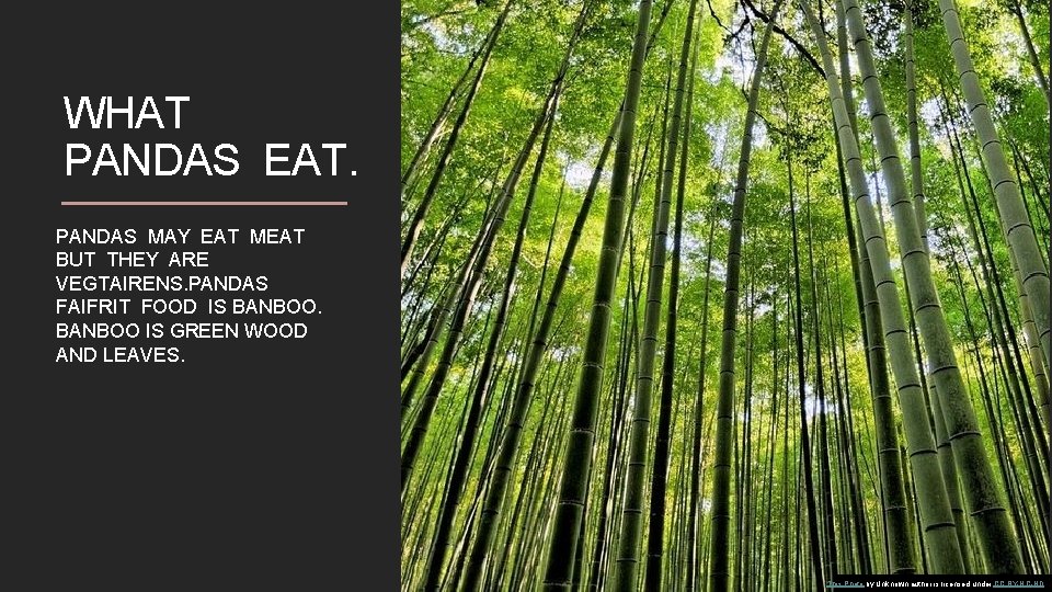 WHAT PANDAS EAT. PANDAS MAY EAT MEAT BUT THEY ARE VEGTAIRENS. PANDAS FAIFRIT FOOD