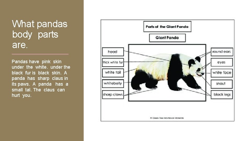 What pandas body parts are. Pandas have pink skin under the white. under the
