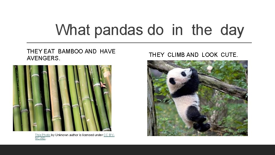 What pandas do in the day THEY EAT BAMBOO AND HAVE AVENGERS. This Photo