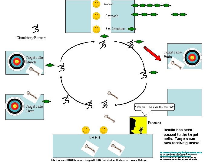 mouth Stomach Sm. Intestine Circulatory Runners Target cells. Brain Target cells. Muscle Target cells.