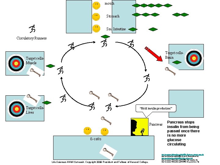 mouth Stomach Sm. Intestine Circulatory Runners Target cells. Brain Target cells. Muscle Target cells.