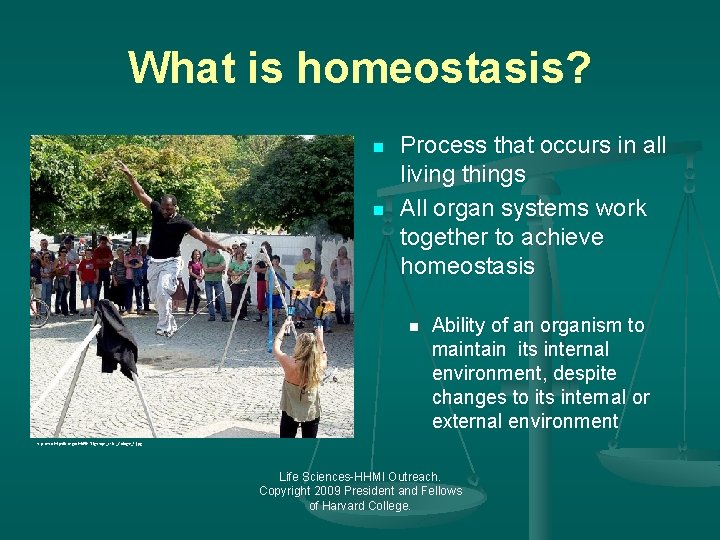 What is homeostasis? n n Process that occurs in all living things All organ
