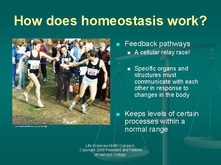 How does homeostasis work? n n http: //en. wikipedia. org/wiki/File: Southern_12_stage-02_1988. jpg Feedback pathways