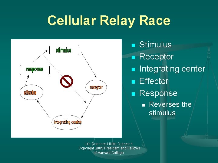 Cellular Relay Race n n n Stimulus Receptor Integrating center Effector Response n Life