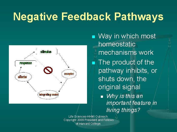 Negative Feedback Pathways n n Way in which most homeostatic mechanisms work The product