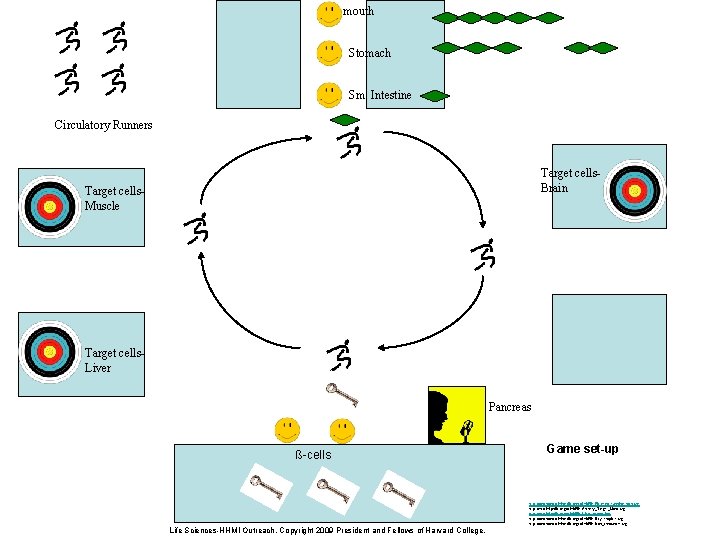 mouth Stomach Sm. Intestine Circulatory Runners Target cells. Brain Target cells. Muscle Target cells.