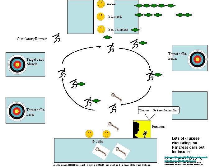 mouth Stomach Sm. Intestine Circulatory Runners Target cells. Brain Target cells. Muscle Target cells.